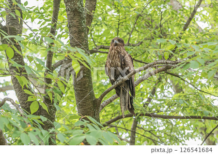森の中のトビ　京都市京都御苑 126541684