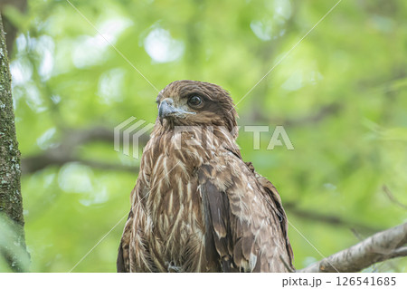 森の中のトビ 京都市京都御苑 森の中のトビ 京都市京都御苑 126541685