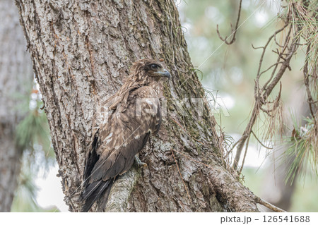森の中のトビ　京都市京都御苑 126541688