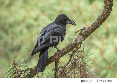 カラス（ハシブトガラス） 126541691