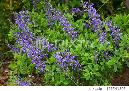 ムラサキセンダイハギの花・紫千代萩・バプテシア 126541805