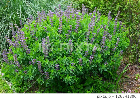 ムラサキセンダイハギの花・紫千代萩・バプテシア ムラサキセンダイハギの花・紫千代萩・バプテシア 126541806