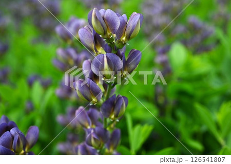 ムラサキセンダイハギの花・紫千代萩・バプテシア 126541807