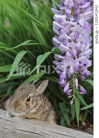 Baby Cottontail Rabbit Exploring Flowers in Rural East TX 126541842