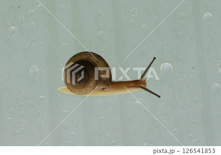 Snail Crawling on Greenhouse Wall on Rainy Day 126541853
