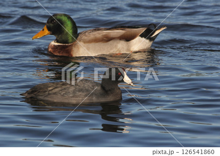 Mallard Duck and American Coot Swimming in Lake Tyler near Whitehouse TX Mallard Duck and American Coot Swimming in Lake Tyler near Whitehouse TX 126541860