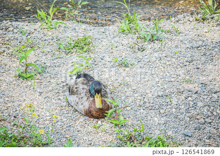 マガモ（オス）　京都市鴨川 126541869