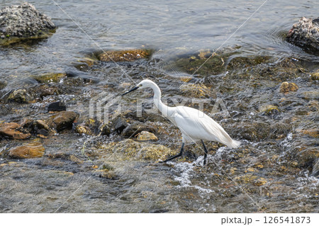 川の中でエサを探すシラサギ(コサギ) 京都市鴨川 川の中でエサを探すシラサギ(コサギ) 京都市鴨川 126541873