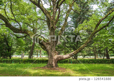 京都御苑の大木 京都御苑の大木 126541880