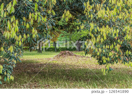 京都御苑樹林風景　朽ちた大木の切り株 126541890