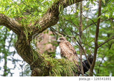 森の中のトビ 京都御苑 森の中のトビ 京都御苑 126541891