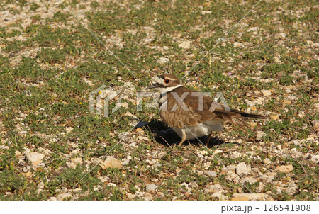 Killdeer Bird Guarding Nest of Eggs on Ground 126541908
