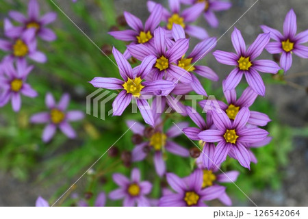ニワゼキショウの花・庭石菖 ニワゼキショウの花・庭石菖 126542064