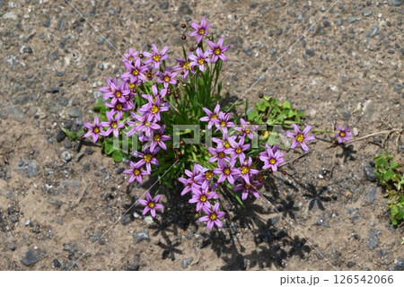 ニワゼキショウの花・庭石菖 126542066