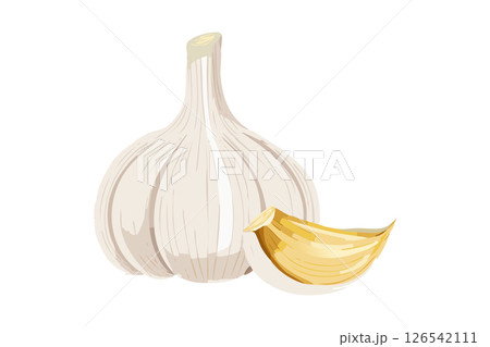ニンニクのイラスト ニンニクのイラスト 126542111