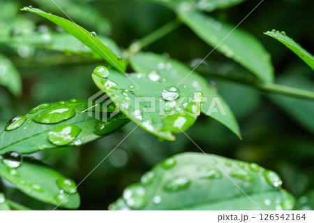 梅雨の雨上がり　雨露が葉っぱの上でコロコロと転がる 126542164