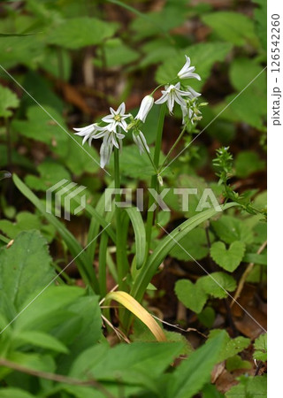 アリウム トリケトラムの花・ミツカドネギ（三角ネギ）・ 食用・和名は切り口が三角形 126542260
