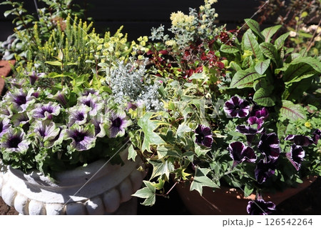 個性的なペチュニアの寄せ植え&寄せ鉢 個性的なペチュニアの寄せ植え&寄せ鉢 126542264