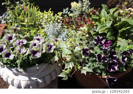 個性的なペチュニアの寄せ植え＆寄せ鉢 126542265