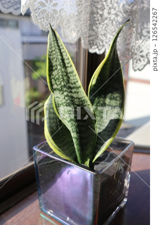 窓辺に置かれた観葉植物のサンセベリア 窓辺に置かれた観葉植物のサンセベリア 126542267