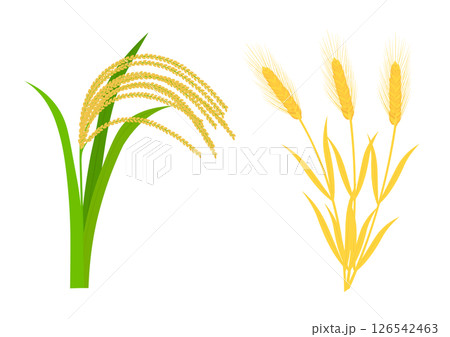 実った稲穂と小麦 126542463