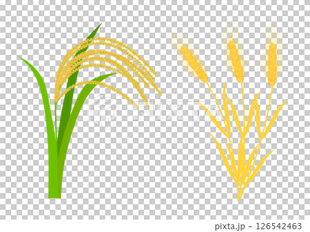 実った稲穂と小麦 126542463