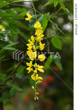 キングサリの花・金鎖・キバナフジ(黄花藤) キングサリの花・金鎖・キバナフジ(黄花藤) 126542670