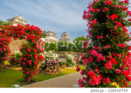 薔薇に覆われた美しい城 126542754