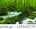 奥入瀬渓流阿修羅の流れと新緑 126542770