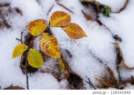 紅葉と雪 奥大山 紅葉と雪 奥大山 126542840