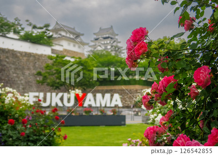 お花のある風景 お花のある風景 126542855
