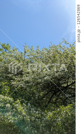 空と白い花 126542869