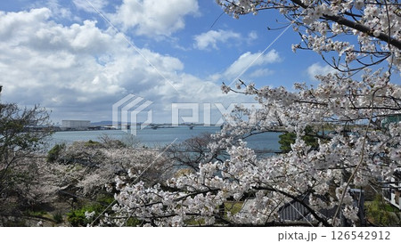 福岡市東区 名島神社の桜と海の風家似 福岡市東区 名島神社の桜と海の風家似 126542912
