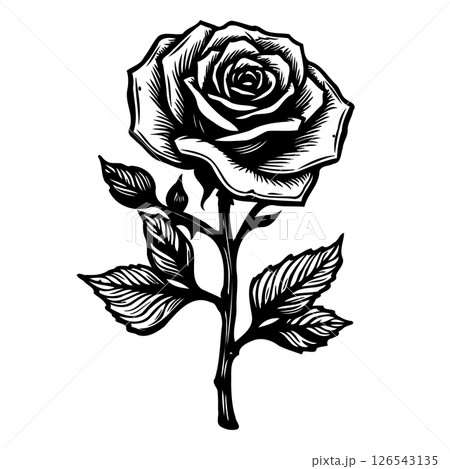 Monochrome Rose Illustration: A Detailed Botanical Drawing in Black and White 126543135