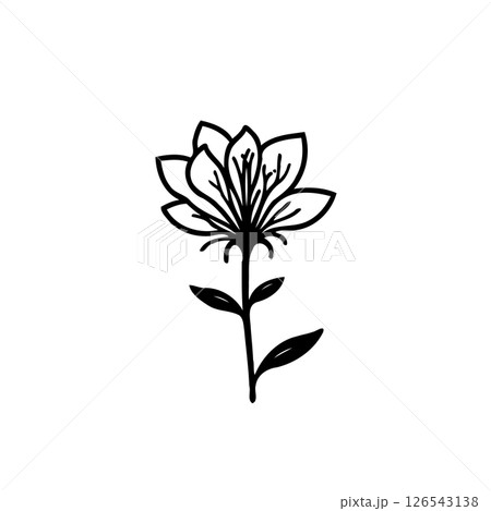 Elegant Floral Illustration: A Delicate Botanical Drawing with Graceful Lines 126543138