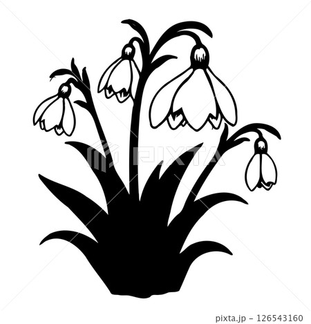Elegant botanical illustration of snowdrop flowers in a monochromatic vector format Elegant botanical illustration of snowdrop flowers in a monochromatic vector format 126543160