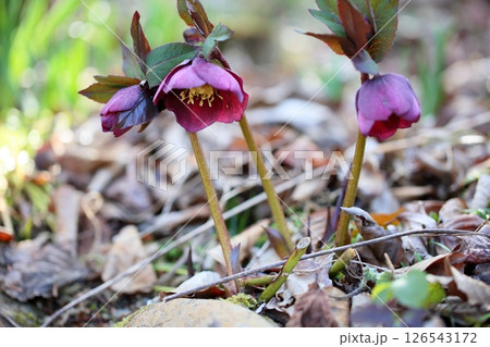 クリスマスローズの花 クリスマスローズの花 126543172