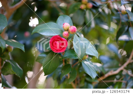 ツバキの花 126543174