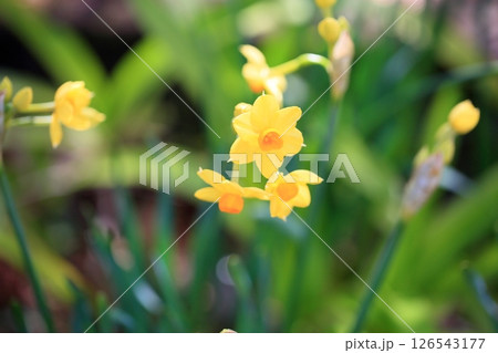 黄色のスイセンの花 タリア 黄色のスイセンの花 タリア 126543177