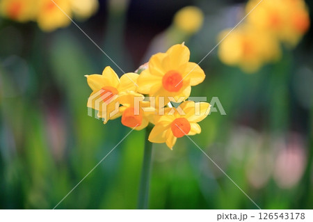 黄色のスイセンの花 タリア 黄色のスイセンの花 タリア 126543178
