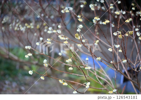 ミツマタの花 ミツマタの花 126543181
