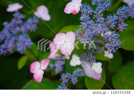 梅雨時期の美しいガクアジサイ 梅雨時期の美しいガクアジサイ 126543398
