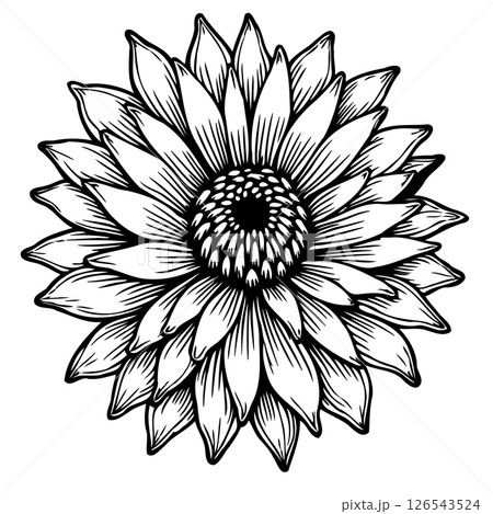 Elegant floral illustration showcasing intricate linework and delicate petal layering Elegant floral illustration showcasing intricate linework and delicate petal layering 126543524