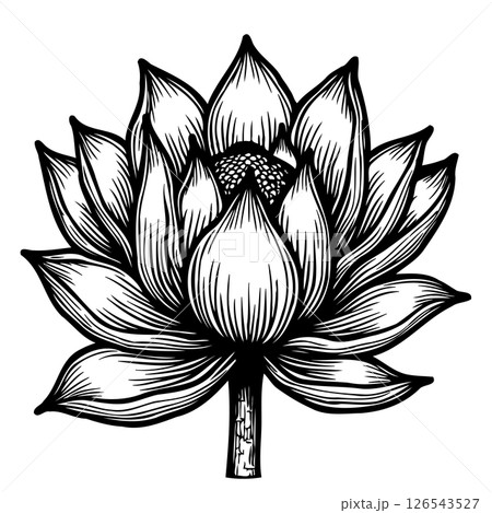 Elegant hand-drawn lotus flower illustration showcasing detailed line art and delicate petal structure 126543527