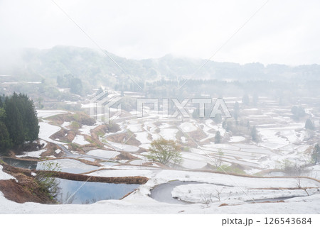 【星峠の棚田】雲海に包まれるの早朝の棚田 126543684