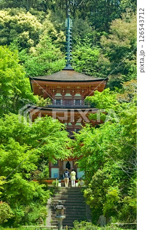新緑に包まれる浄瑠璃寺三重塔 126543712