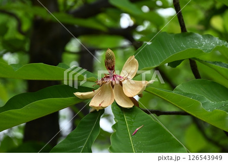 ホオノキの花・朴の木・葉は抗菌作用があり飛騨高山の朴葉味噌が有名 126543949