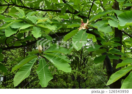 ホオノキの花・朴の木・葉は抗菌作用があり飛騨高山の朴葉味噌が有名 126543950