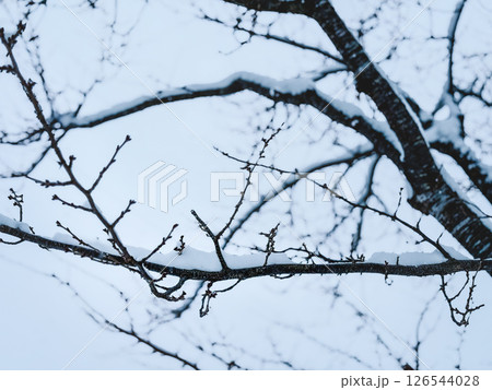 繊細な枝に宿る雪 126544028