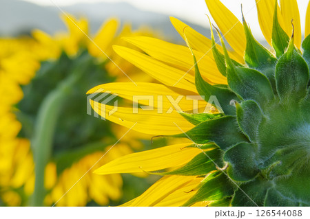 ひまわりの花のある風景 ひまわりの花のある風景 126544088